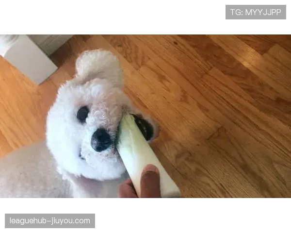 刘洋家的狗都比我会理财 刘洋家的狗都比我会理财
